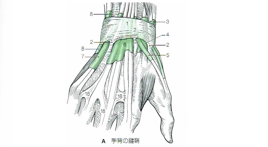 手の腱と腱鞘