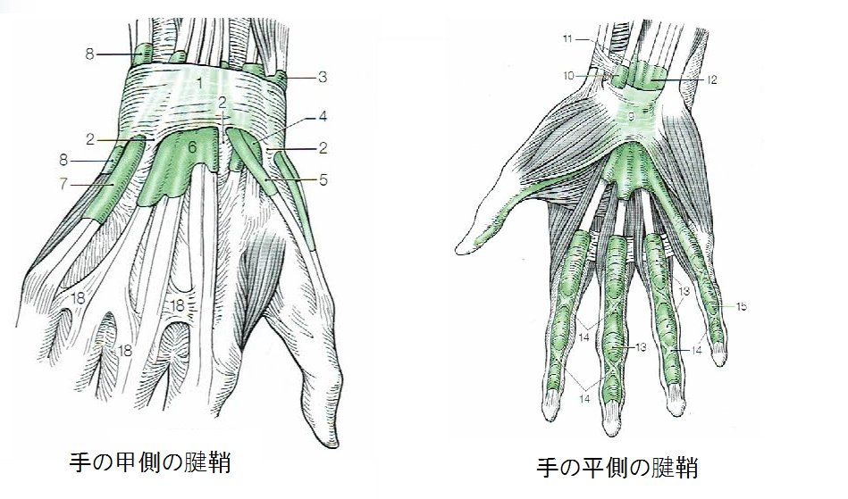 手の甲と手のひらの腱鞘