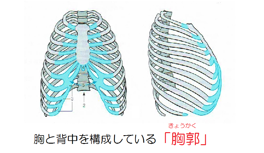 胸と背中を構成している「胸郭」