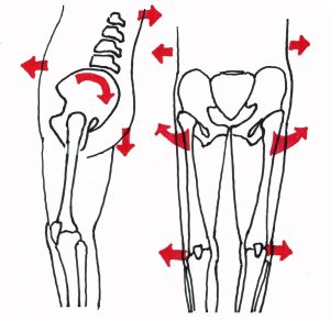 骨格とＯ脚の関係