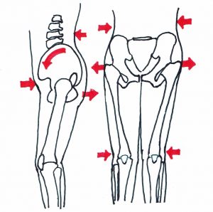 骨格とＸ脚の関係